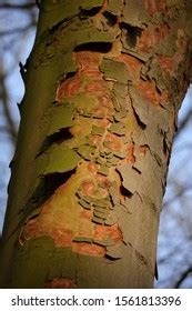 Peeling Bark Sycamore Maple Tree Acer Stock Photo (Edit Now) 1561813396