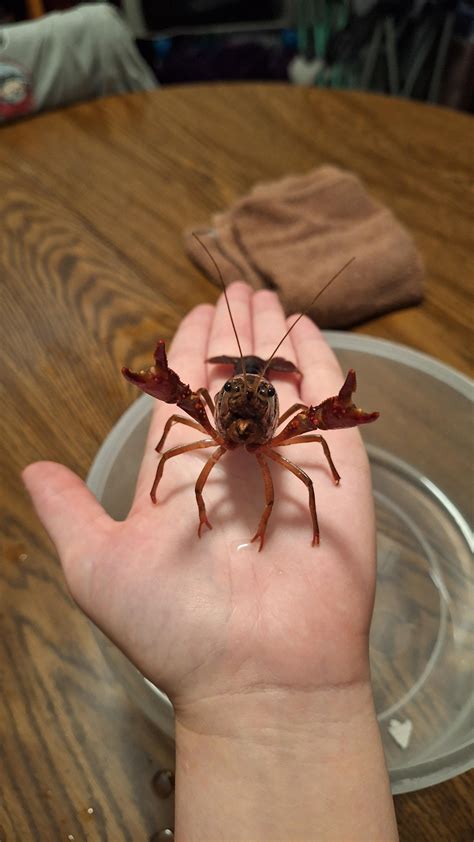 Crayfish
