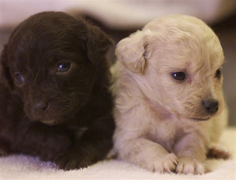 A new oir case status discovery reveals a shocking legal loophole 34