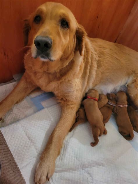 Golden Retriever Puppies For Sale In Arizona