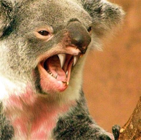 Drop Bear | Monster Wiki | FANDOM powered by Wikia