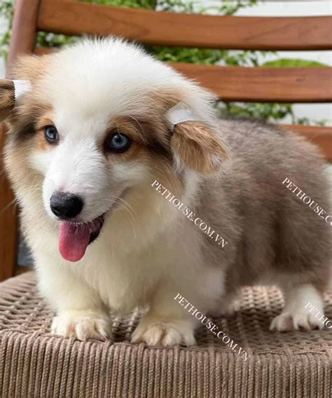 cho corgi vip long dai chan lun ma cg tai cua hang pethouse