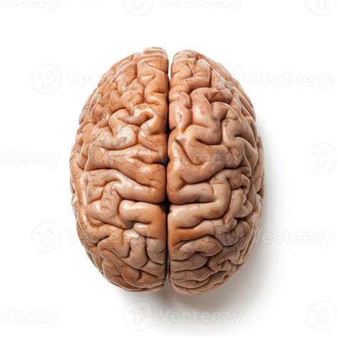 real human brain isolated  white background showing hemispheres