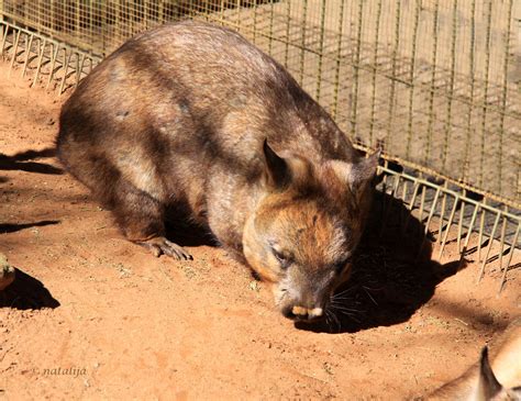 vombat common wombat vombatus ursinus natalija flickr