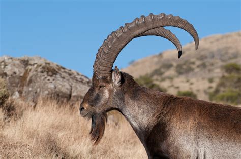 alpine ibex teach winemakers