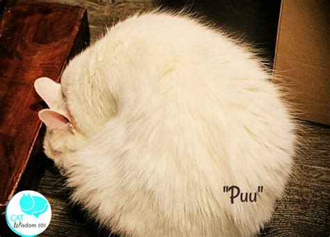 Helkatti Cat Cafe: Are The Happiest Cats in Finland?