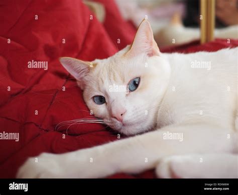 mitzie  flame point siamese  beautiful blue eyes chilling