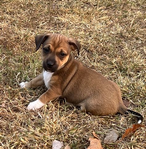 Mini Foxy - Bluewater - PetsForHomes