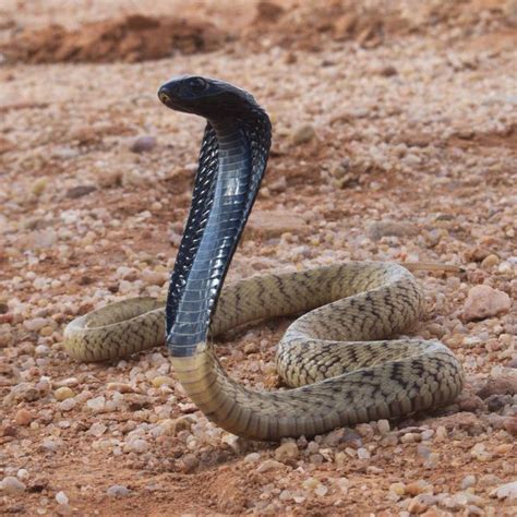 Cobra - AllytinMullins