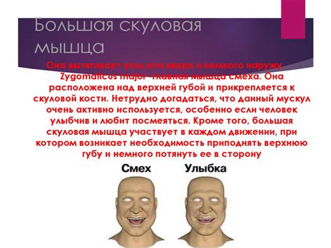 Мимические мышцы человека - online presentation