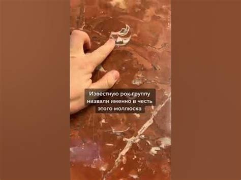 Наутилус в питерском метро! #помпилиус #моллюск #спб #shorts - YouTube