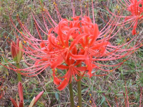 grow  care  naked lady flowers amaryllis belladonna