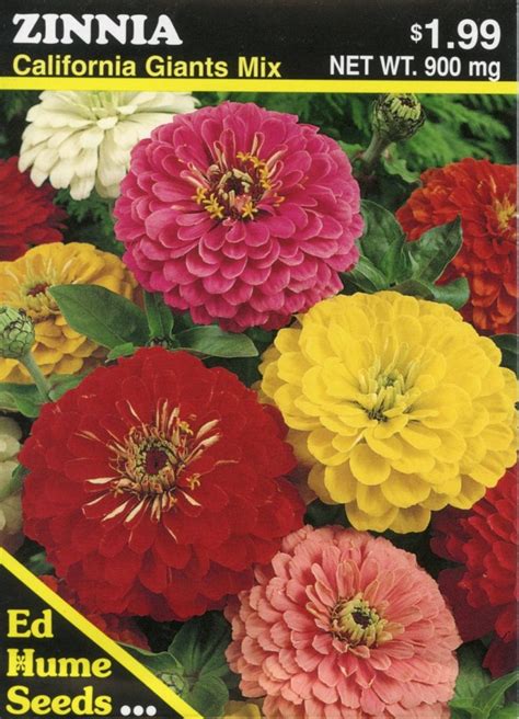 Zinnia – California Giant – Hume Seeds