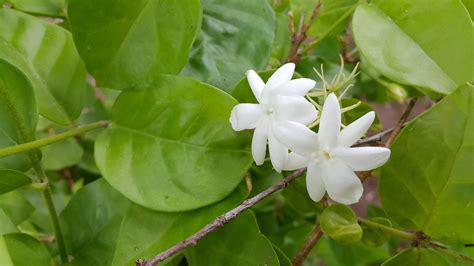 white jasmine flower free image | Peakpx