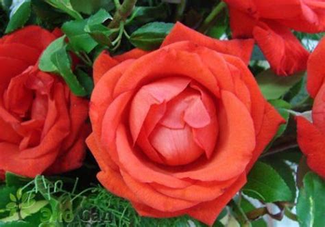 Купить саженцы роз из питомника "КСП" – доставка почтой, СДЭК