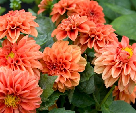 How to overwinter dahlias – a step-by-step guide to…