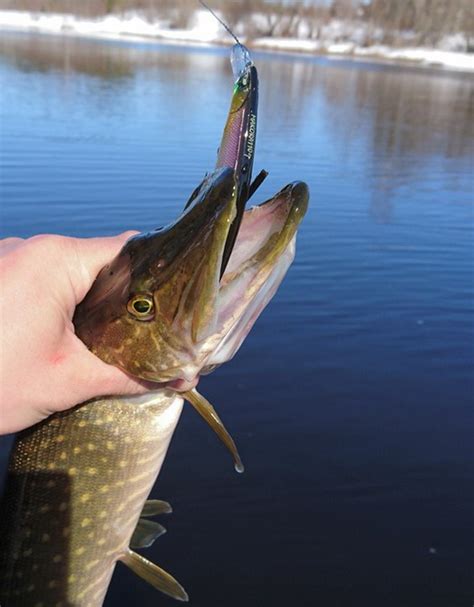 Обзор воблера Lucky John Makora 110SP. Отзывы о воблере Лаки Джон ...