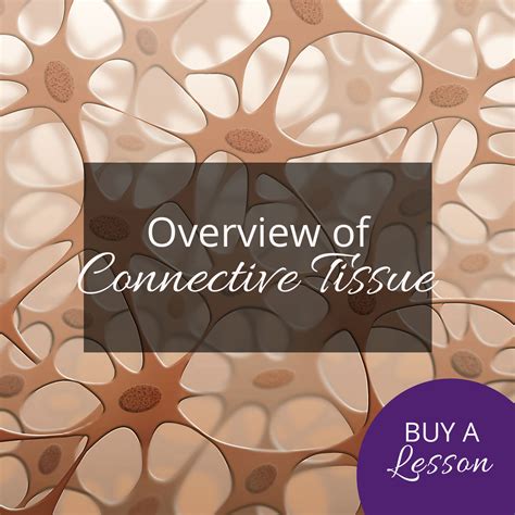 Teach Yoga Anatomy - Overview of Connective Tissue