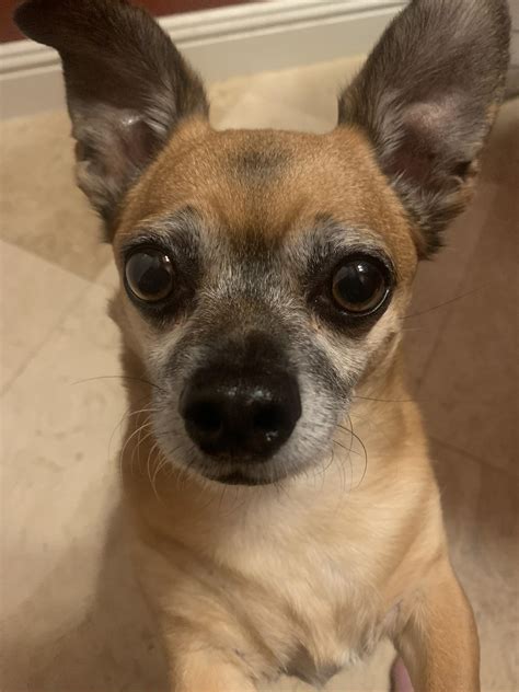 The rare chi-Kangaroo : r/Chihuahua