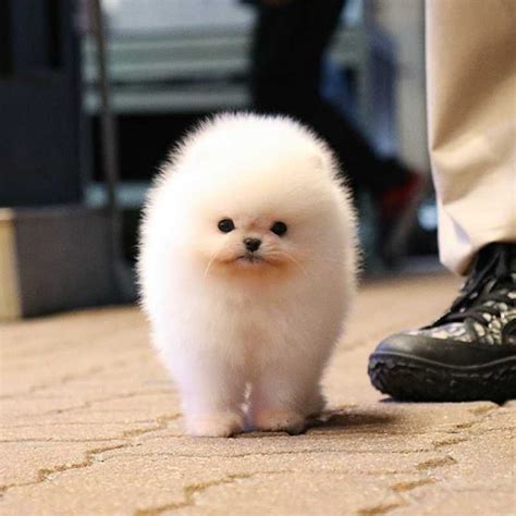 teacup pomeranian adult