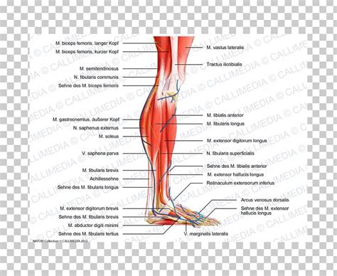 Leg Muscle Diagram Calf - Leg Muscle Anatomy Chart | amulette / A calf ...