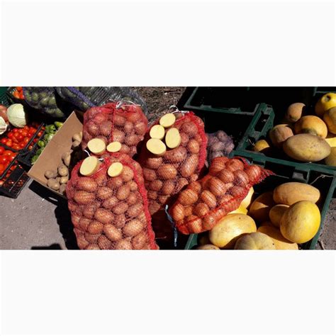 Продам КАРТОФЕЛЬ опт Ривьера! Картопля - Картошка — Agrotorg.Dp