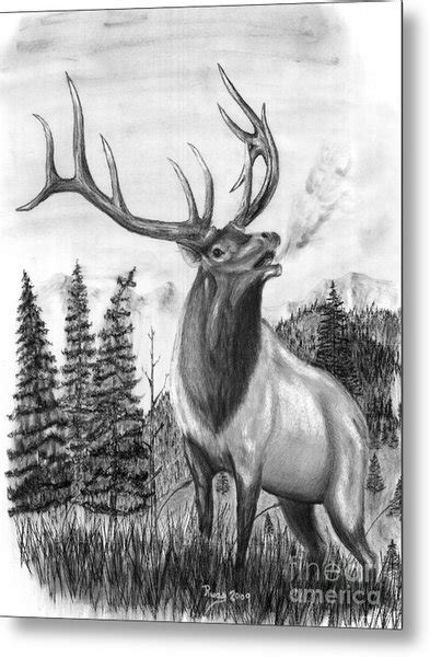 Bull Elk Drawing at PaintingValley.com | Explore collection of Bull Elk ...