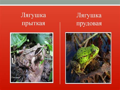 Красная книга Ленинградской области - online presentation