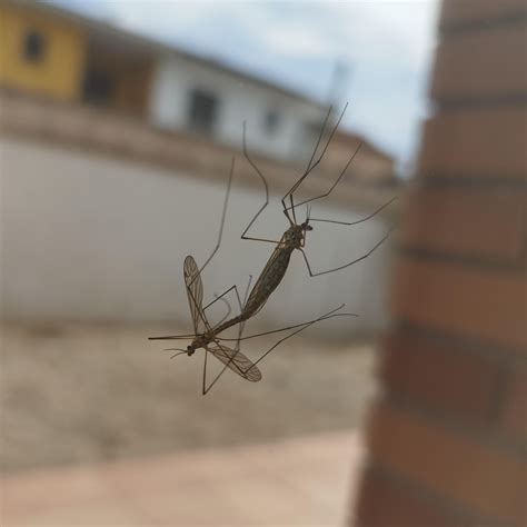 Big mosquitoes (5/6 cm) ID? : r/insects
