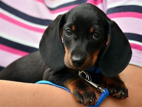 How to Train a Dachshund: A Vet-Approved Guide – Dogster