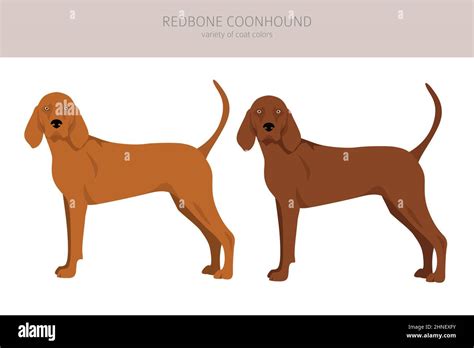 redbone coonhound clipart  poses coat colors set vector