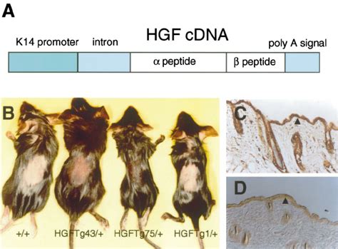 transgene design demonstration  transgenic skin phenotype