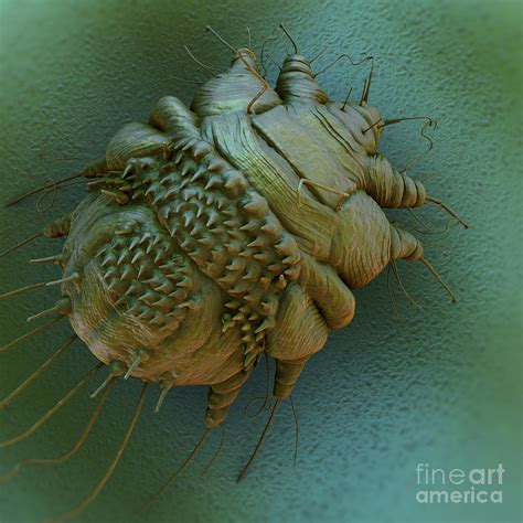 Scabies Mite Photograph by Science Picture Co