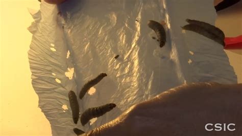 Scientists Found Plastic Eating Worms That Could Save Our Planet