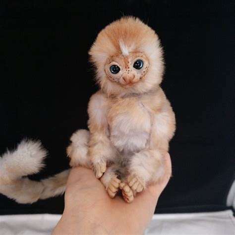 Marmoset Monkey Baby