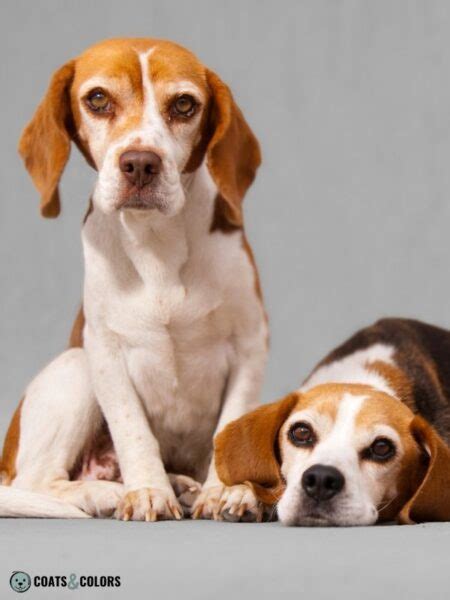 beagle coat colors coats  colors