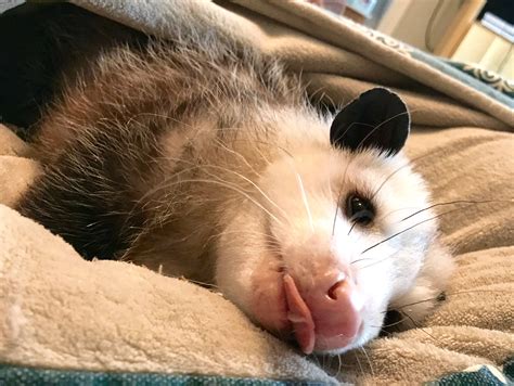 Opossum tongue out tuesday photo Pretty Animals, Animals Beautiful