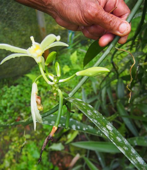 Inflorescence de Vanilla tahitensis | Planet-Vie