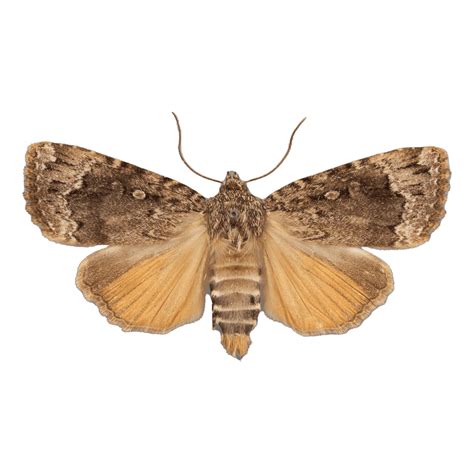 Identify - The Wisconsin Moths Field Guide