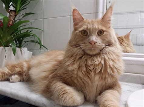 Siamese maine coon tabby mix - ukraineexpert