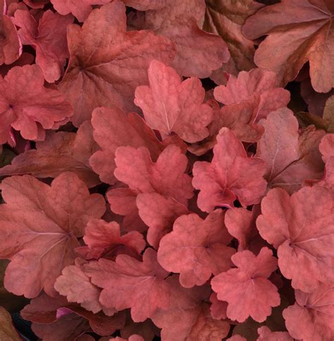 Heuchera Carnival Cinnamon Stick - Moss Greenhouses