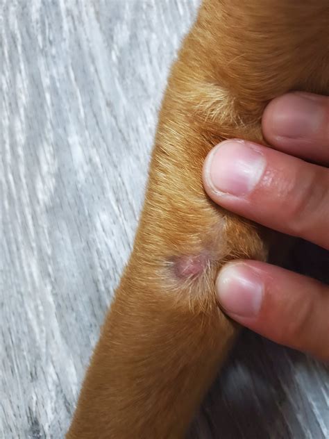 Lump on dogs leg | Dog Forum