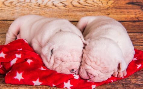 Premium Photo | Two funny american bulldog puppies dogs are sleeping