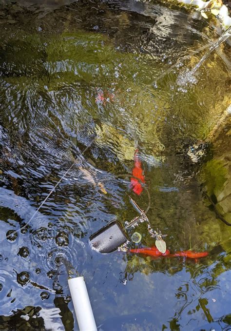 WereWaffle 🏳️‍⚧️ on Twitter: "I just dug a bigger pond for my koi