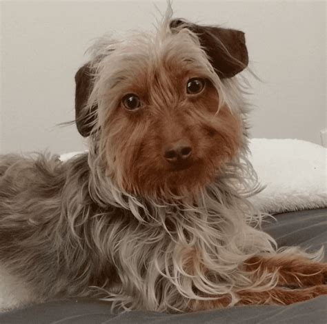 Dorkie - Dachshund Yorkshire Terrier Mix: Breed Information Guide