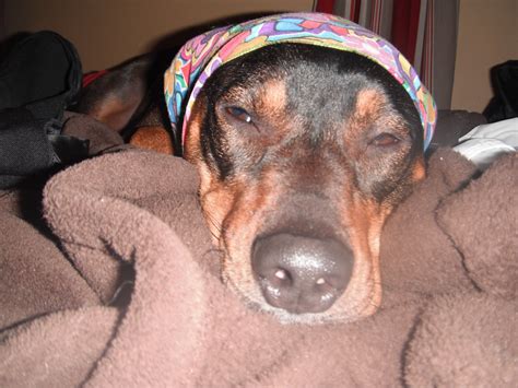 Mack - Modern Dog Magazine