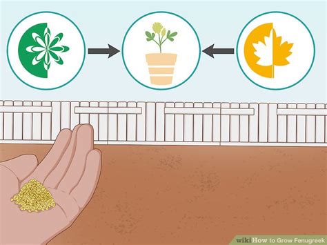 How to Grow Fenugreek: 13 Steps (with Pictures) - wikiHow