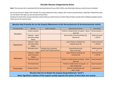 Shoulder Muscles by Action - Shoulder Muscles Categorized by Action Note: This structure list is ...