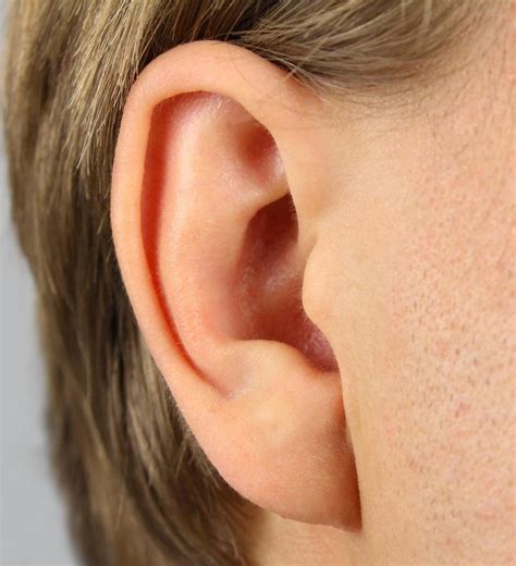 What is Ear Cartilage? (with pictures)