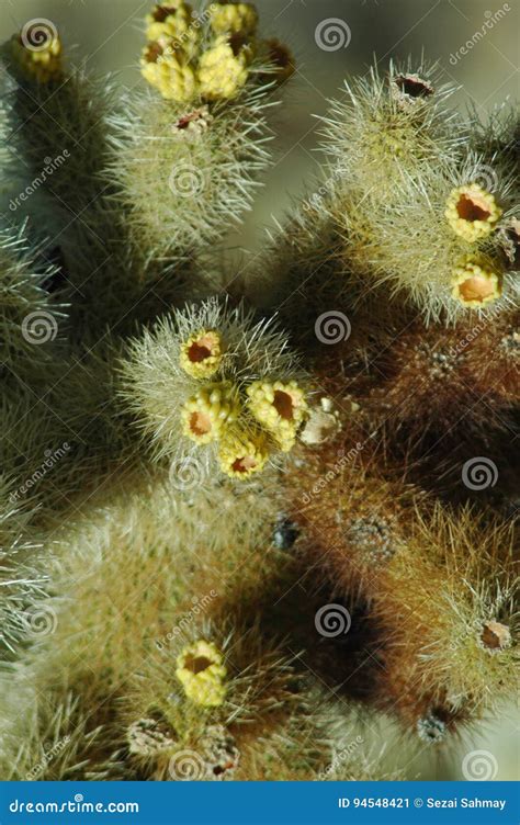 Jumping cactus stock image. Image of common, cactus, stem - 94548421